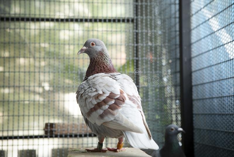 Kohinoor Bird Netting Services Mumbai